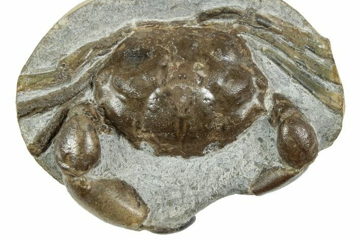 D Fossil Crab (Pulalius) In Concretion - Washington #240459
